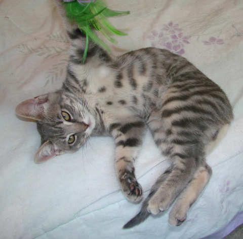 [another picture of Liam, a Domestic Short Hair gray tabby\ cat] 