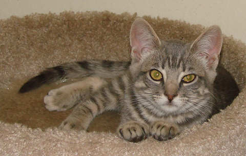 [picture of Liam, a Domestic Short Hair gray tabby\ cat] 
