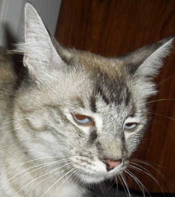[picture of Coco AKA Pamela, a Siamese/Domestic Medium Hair-x lynxpoint\ cat] 