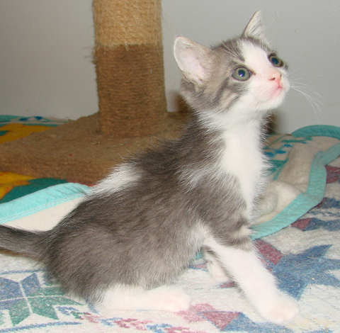 [another picture of Sebastian, a Domestic Short Hair gray\ cat] 