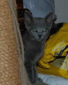 [another picture of Flint, a Domestic Short Hair gray\ cat] 
