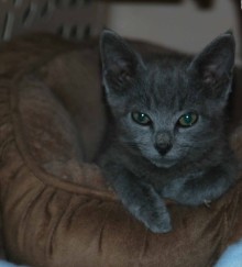 [picture of Flint, a Domestic Short Hair gray\ cat] 