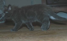 [another picture of Willow, a Domestic Medium Hair gray\ cat] 