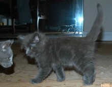 [picture of Willow, a Domestic Medium Hair gray\ cat] 