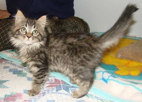 [another picture of Pandora, a Domestic Medium Hair brown tabby\ cat] 