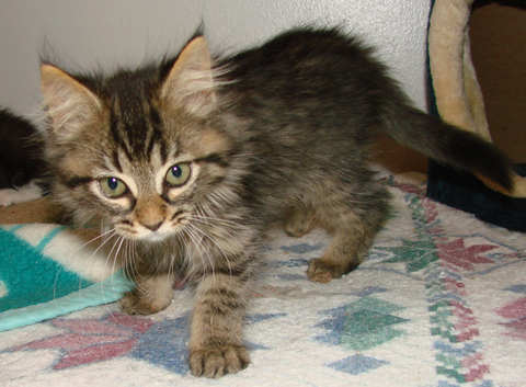 [picture of Pandora, a Domestic Medium Hair brown tabby\ cat] 