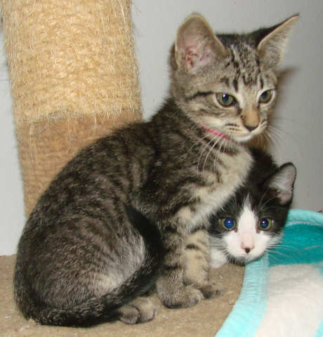 [another picture of Patti, a Domestic Short Hair brown tabby\ cat] 