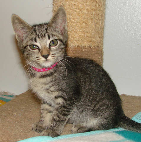 [picture of Patti, a Domestic Short Hair brown tabby\ cat] 