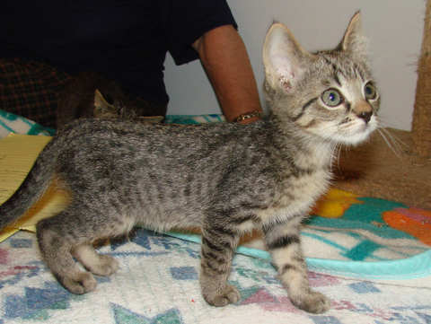 [another picture of Percy, a Domestic Short Hair brown tabby\ cat] 