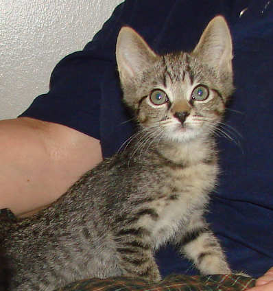 [picture of Percy, a Domestic Short Hair brown tabby\ cat] 