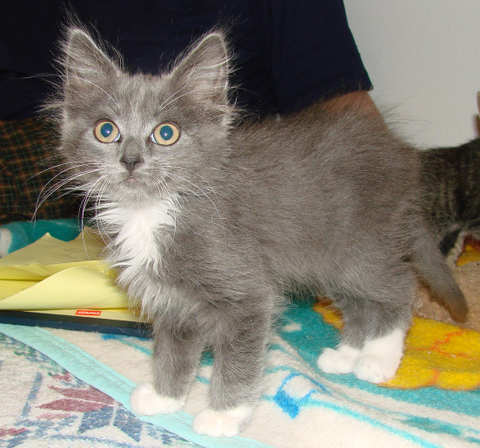 [another picture of Petey, a Domestic Short Hair gray/white\ cat] 