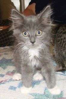 [picture of Petey, a Domestic Short Hair gray/white\ cat] 