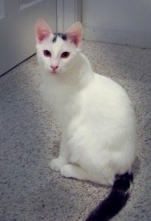 [another picture of Ichabod, a Domestic Medium Hair white/gray\ cat] 