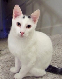 [picture of Ichabod, a Domestic Medium Hair white/gray\ cat] 