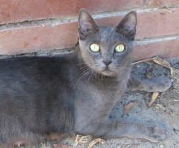 [another picture of Kora, a Korat gray\ cat] 