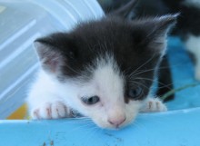 [another picture of Milo, a Domestic Short Hair black/white\ cat] 