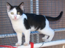 [picture of Milo, a Domestic Short Hair black/white\ cat] 