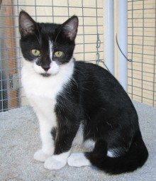 [another picture of Jasmine, a Domestic Short Hair black/white\ cat] 