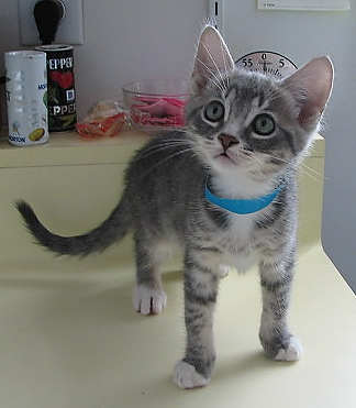 [another picture of Joey, a Domestic Short Hair gray tabby/white\ cat] 