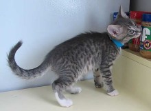 [picture of Joey, a Domestic Short Hair gray tabby/white\ cat] 