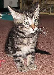 [another picture of Izzy, a Domestic Short Hair dark classic tabby\ cat] 