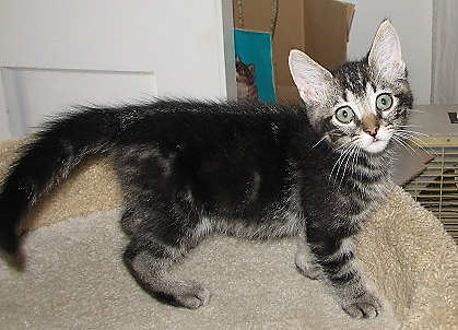 [picture of Izzy, a Domestic Short Hair dark classic tabby\ cat] 