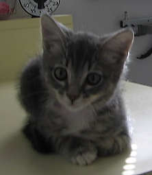[another picture of Shannon, a Domestic Short Hair dark gray classic tabby/white\ cat] 