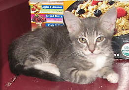 [picture of Shannon, a Domestic Short Hair dark gray classic tabby/white\ cat] 
