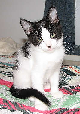 [another picture of Benjy, a Domestic Short Hair white/black\ cat] 