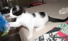 [picture of Benjy, a Domestic Short Hair white/black\ cat] 