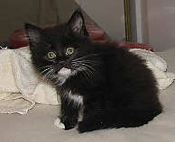 [another picture of Bruce, a Domestic Medium Hair black/white\ cat] 