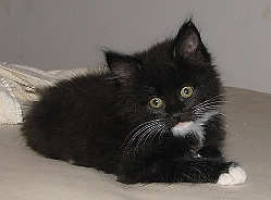 [picture of Bruce, a Domestic Medium Hair black/white\ cat] 