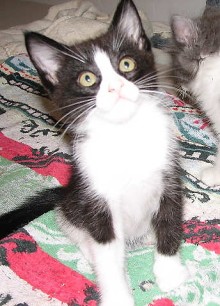 [another picture of Bobby, a Domestic Short Hair black/white\ cat] 