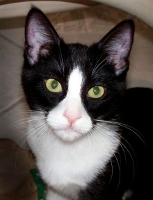 [picture of Bobby, a Domestic Short Hair black/white\ cat] 