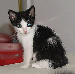 [another picture of Bonnie, a Domestic Short Hair black/white\ cat] 