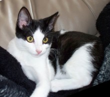 [picture of Bonnie, a Domestic Short Hair black/white\ cat] 