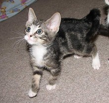 [another picture of Po, a Domestic Short Hair brown classic tabby/white\ cat] 