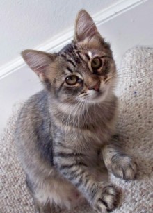 [picture of Olivia, a Domestic Long Hair black-brown tabby\ cat] 