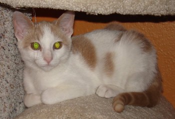 [picture of Moe Moe, a Domestic Short Hair buff/white\ cat] 