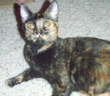 [another picture of Amber, a Domestic Short Hair tortoiseshell\ cat] 