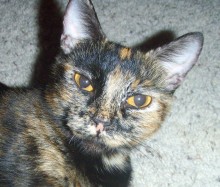 [picture of Amber, a Domestic Short Hair tortoiseshell\ cat] 