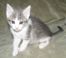 [picture of Fina, a Domestic Short Hair gray tabby/white\ cat] 