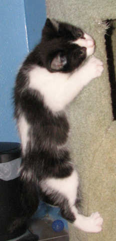 [another picture of Emma, a Domestic Short Hair black/white\ cat] 