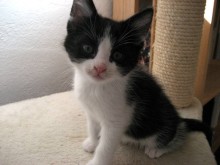 [picture of Emma, a Domestic Short Hair black/white\ cat] 