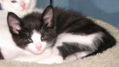 [another picture of Abby, a Domestic Short Hair black/white\ cat] 