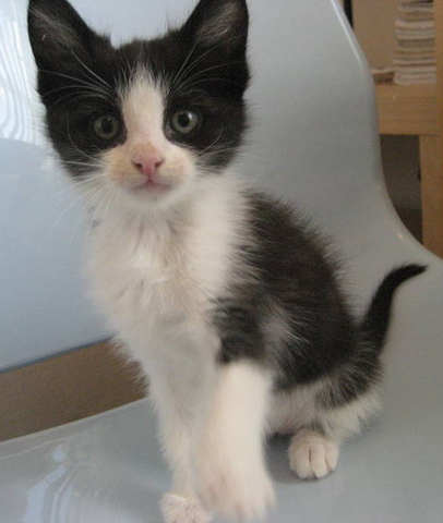 [picture of Abby, a Domestic Short Hair black/white\ cat] 