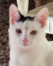 [picture of Lily, a Domestic Short Hair white/black\ cat] 