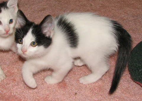 [another picture of Lucky, a Domestic Short Hair white/black\ cat] 