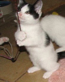 [picture of Lucky, a Domestic Short Hair white/black\ cat] 
