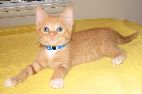 [another picture of Arabella, a Domestic Short Hair orange tabby/white\ cat] 